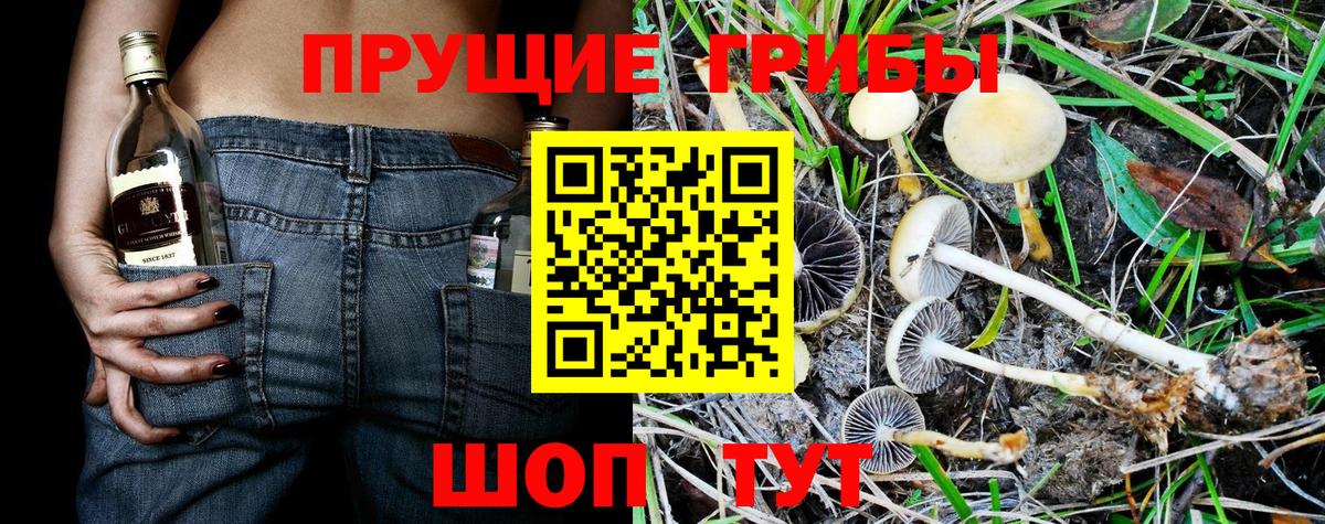 Пушкино  Псилоцибиновые грибы ЛСД  Вход с VPN 